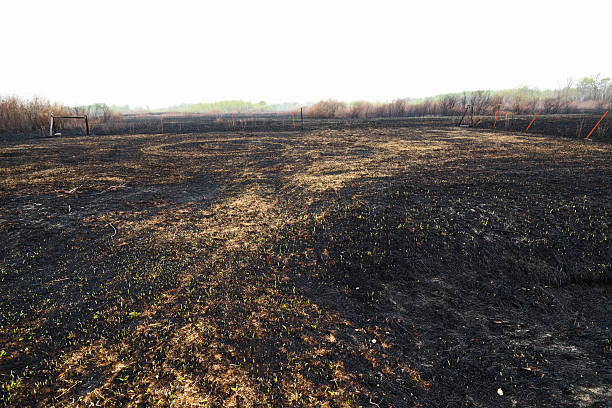 istock Fire Aftermath in a Wildlife Refuge 476631664