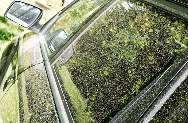 Pollen Pollen on car pollen photos stock pictures, royalty-free photos & images