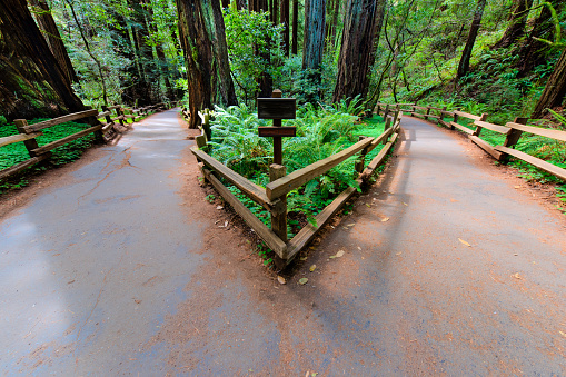 A walking path in a forrest splits and leads two different directions