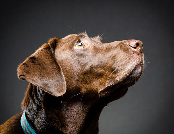 istock Puppy portrait 476634406