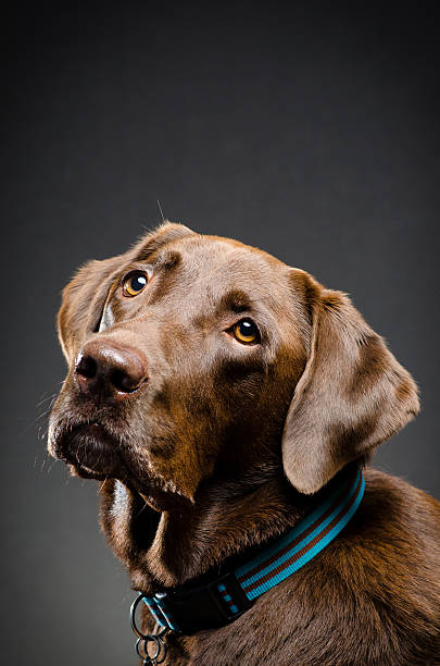 istock Cute puppy portrait 476634408