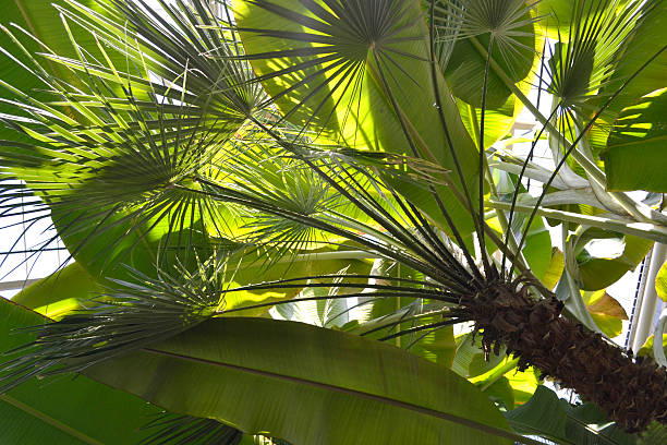 istock green leaves of tropical plants 476635230