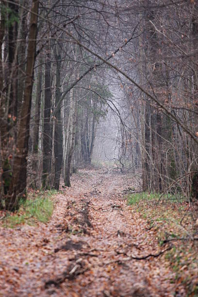 Autumn valley stock photo