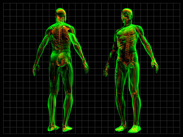 X-Ray Human Body XRay Human Body and Nervous System 3d human muscle stock pictures, royalty-free photos & images