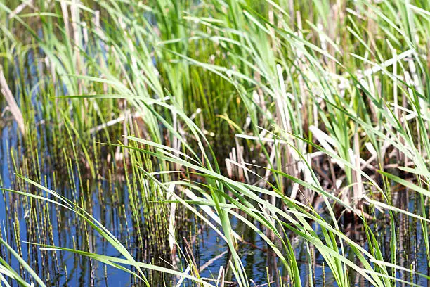 Snakegrass and reeds in a Minnesota swamp.