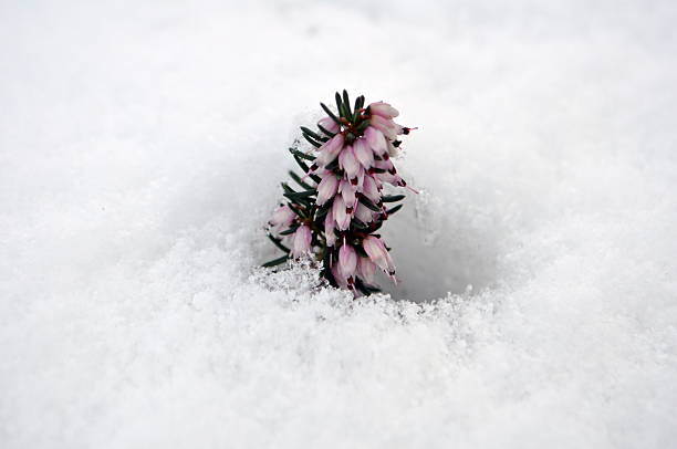 istock Snow plant is blooming through snow 476641056