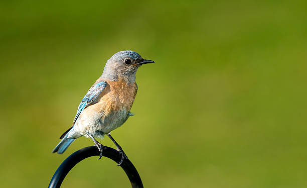 istock Western Female Bluebird 476641860