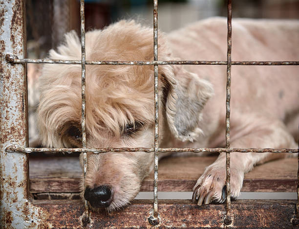 istock lonely old dog in cage 476641912
