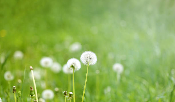istock beautiful flowers  dandelions 476642006