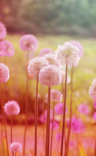 istock beautiful flowers  dandelions 476642008
