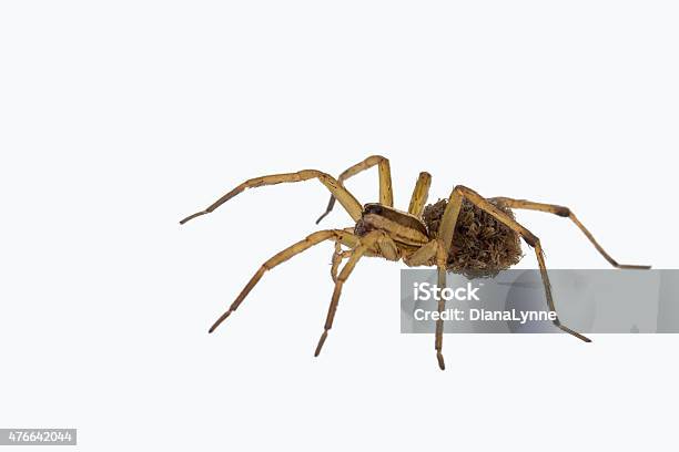 Female Wolf Spider Carrying Young Stock Photo - Download Image Now - 2015, Animal, Animal Body Part