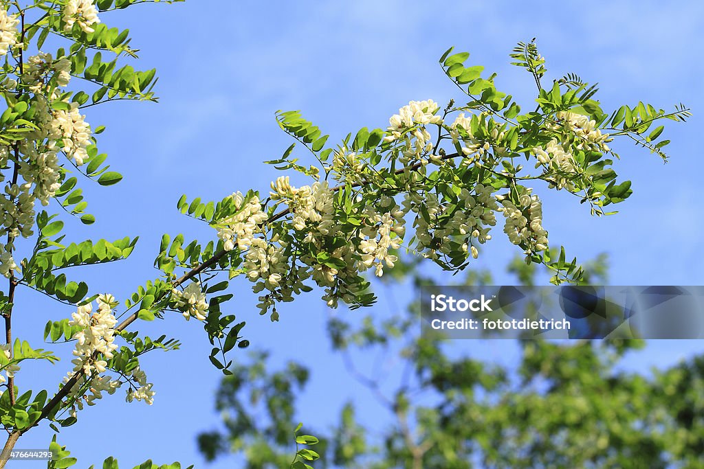 Locust blossom - Foto de stock de Acácia royalty-free