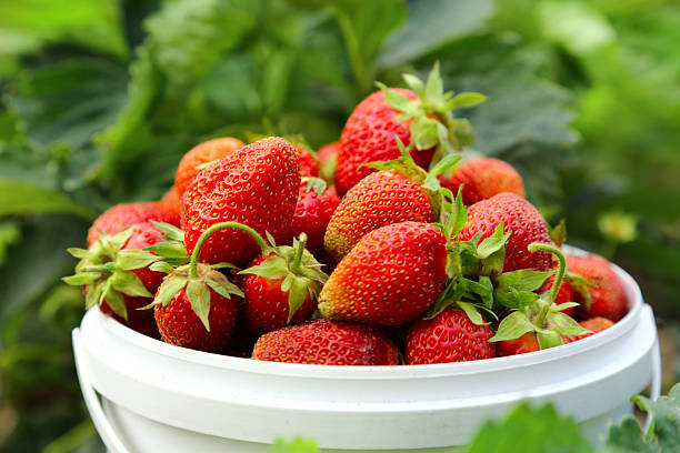 istock Ripe strawberry in basket on grass 476644301