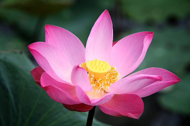 istock beautiful lotus flower. 476645152