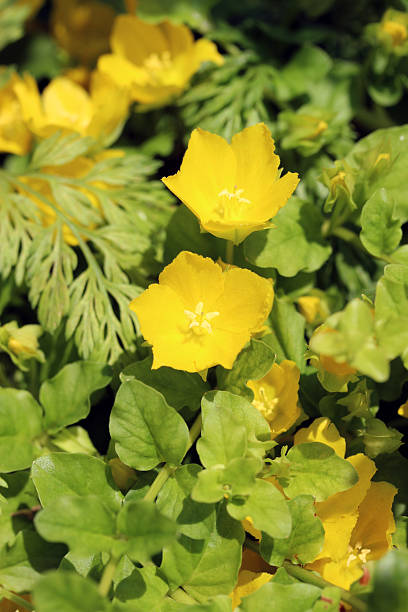 istock golden creeping Jenny 476645436