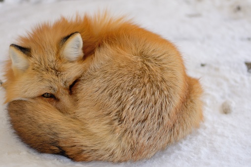 A fluffy red fox taking a nap curled up on the snow-covered ground.