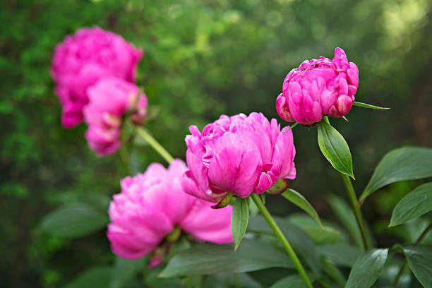 Cтоковое фото Розовые цветы с боке
