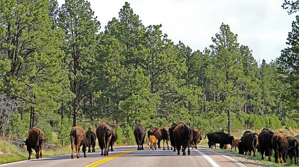 istock American Bison Buffalo herd blocking the road Custer State Park 476646440