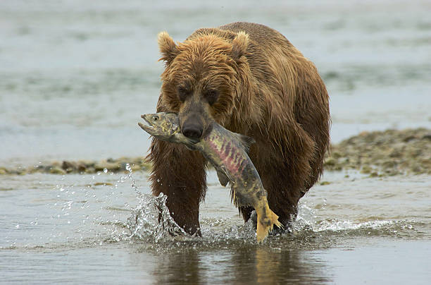 istock Brown Bear in River with Salmon in Mouth 476646634
