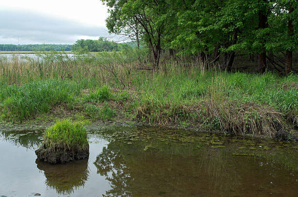 istock Minnesota Valley Wetlands and Forest 476647408