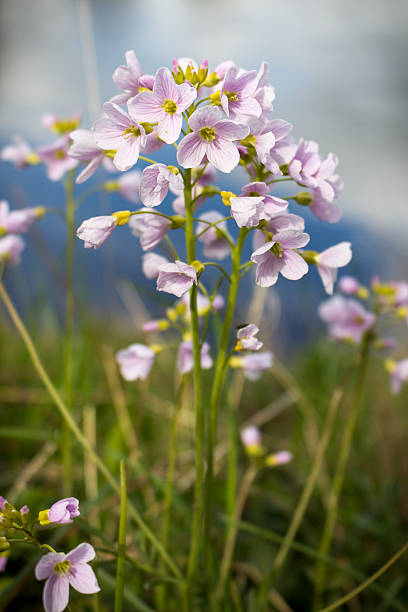 Cuckoo Flower by River stock photo