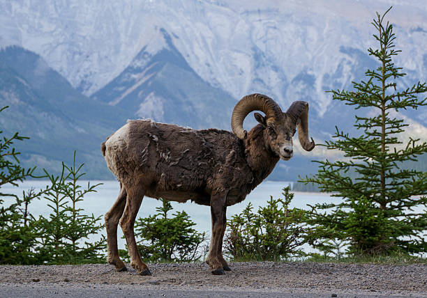 istock Bighorn Sheep in Banff National Park 476653028