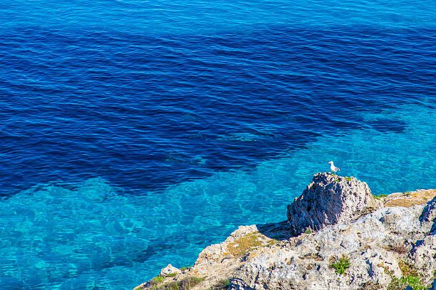 European Shag, Gulosus aristotelis, Península de Llevant Natural Park, Alcudia Bay, Mallorca, Balearic Islands, Spain, Europe