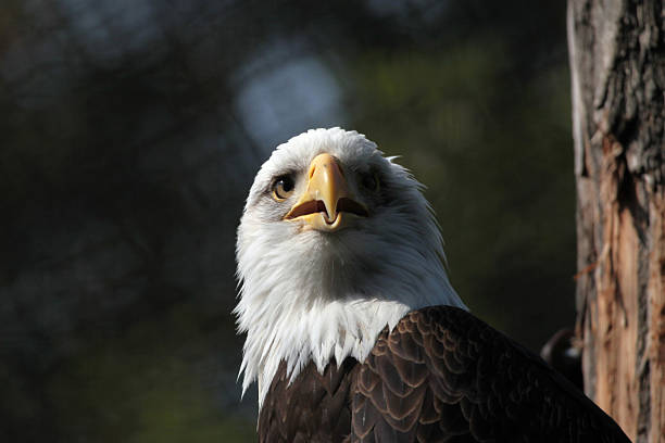 National Animal Photos Stock Photos, Pictures & Royalty-Free Images - iStock National Animal Photos Stock Photos, Pictures & Royalty-Free Images - iStock