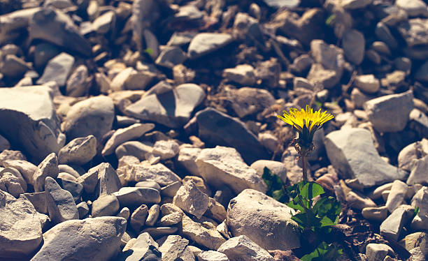 A yellow dandelion struggles to grow from moss between red paving bricks at a Cape Cod home.
