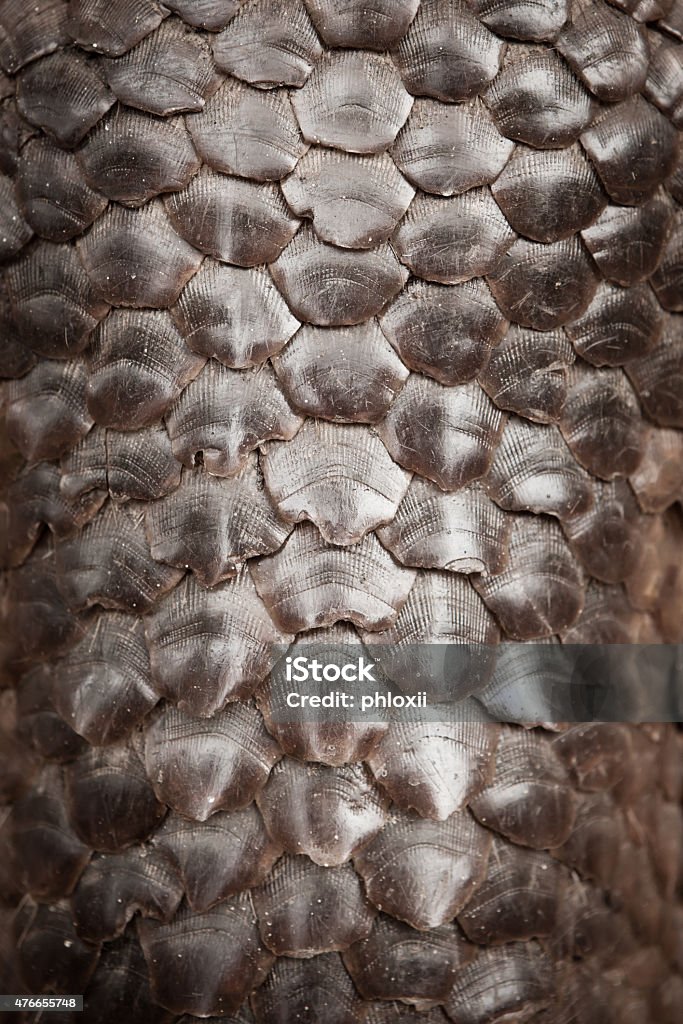 Pangle Size Pangolin Scale Stock Photo - Download Image Now - Armadillo, Pangolin ...