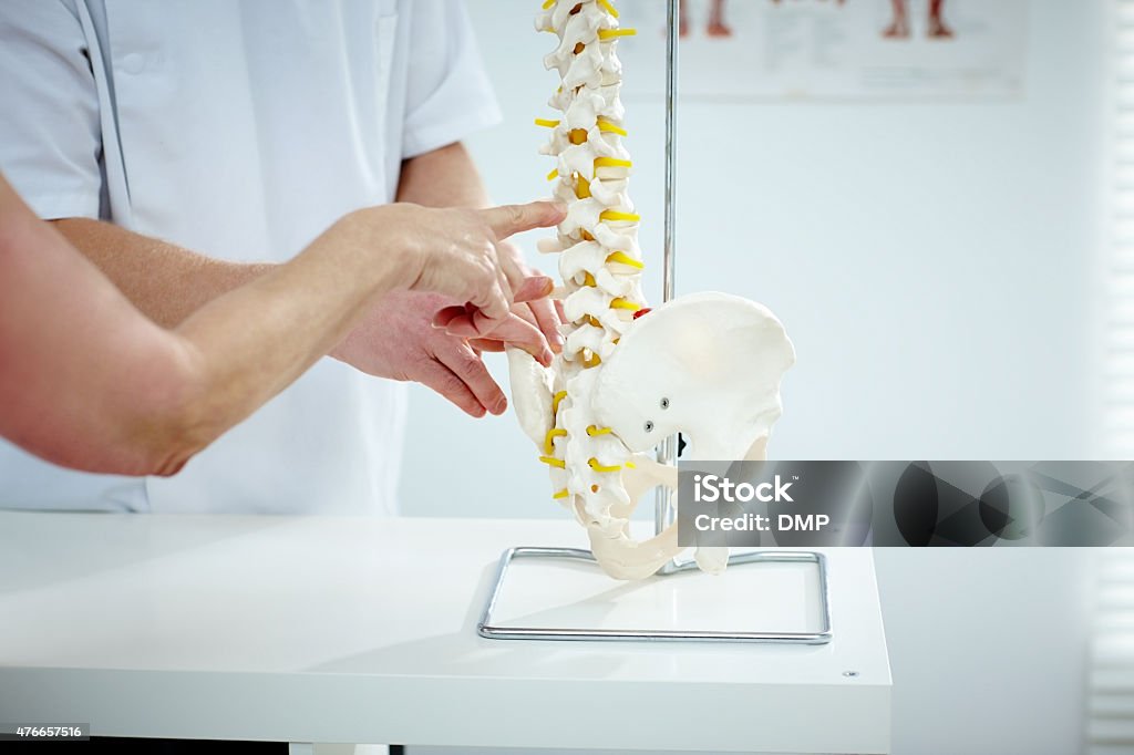 Chiropractor explains patient using plastic model Closeup of chiropractor explains patient using plastic model of spine structure and hip bone in medical room Chiropractic Adjustment Stock Photo