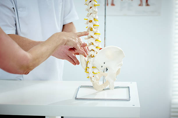 Chiropractor explains patient using plastic model Closeup of chiropractor explains patient using plastic model of spine structure and hip bone in medical room orthopedist stock pictures, royalty-free photos & images