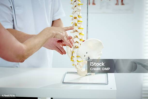Chiropractor Explains Patient Using Plastic Model Stock Photo - Download Image Now - Chiropractic Adjustment, Chiropractor, Doctor