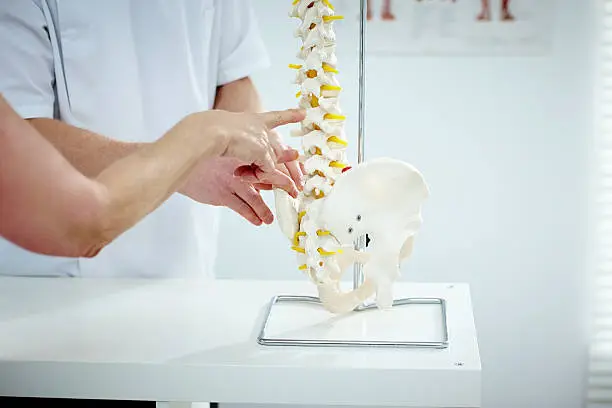 Closeup of chiropractor explains patient using plastic model of spine structure and hip bone in medical room