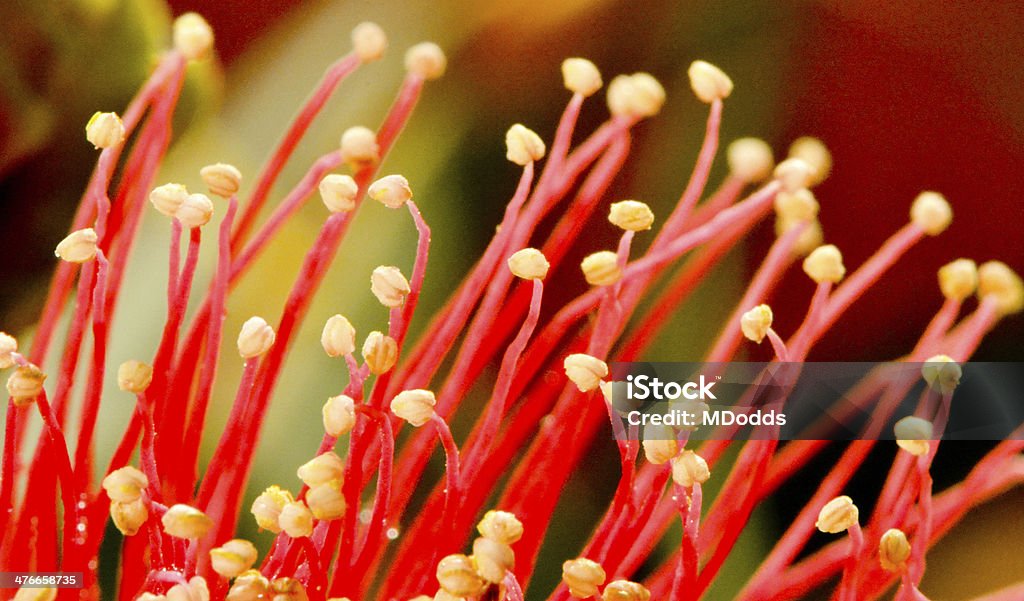 Grevillea stamens - Zbiór zdjęć royalty-free (Grevillea)