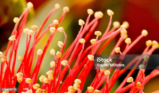 Grevillea Stamens - zdjęcia stockowe i więcej obrazów Grevillea - Grevillea, Zbliżenie, Australia