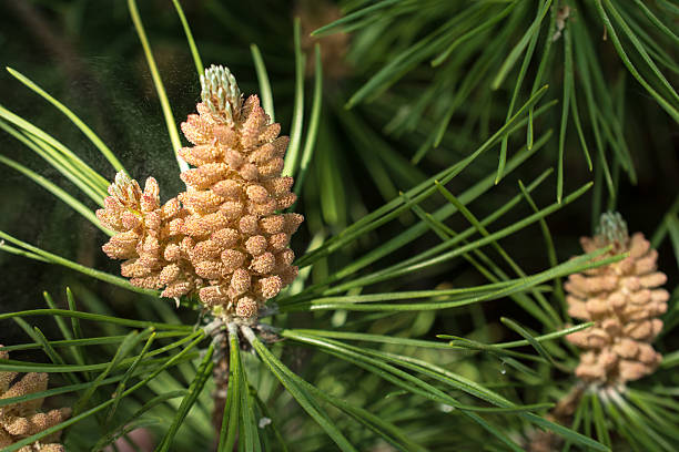 Pine stamenate cones just abourt ready to produce pollen.