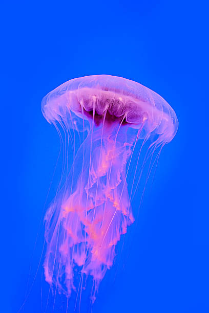 istock underwater image of jellyfishes 476659610