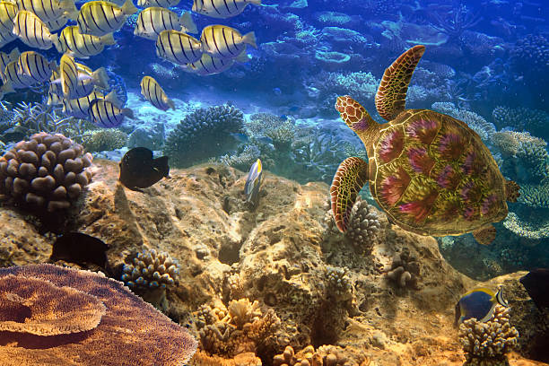 istock Indian ocean. Underwater world- Turtle and fishes 476659622