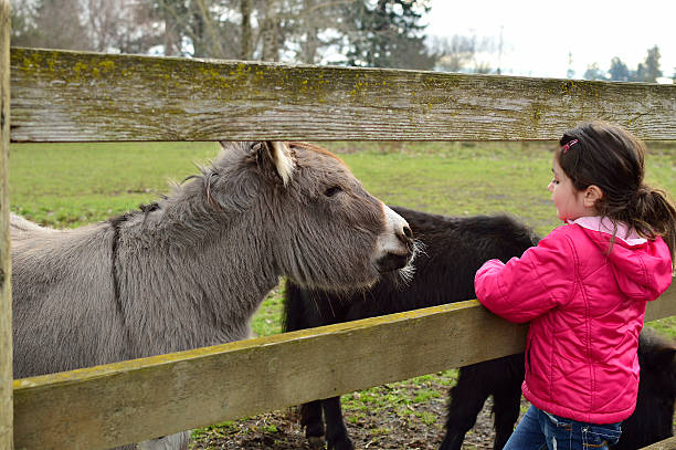 istock Petting Zoo Child and Donkey 476662513