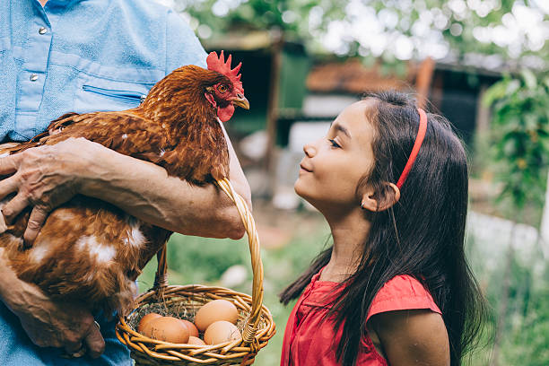 istock Little girl enjoying a hen 476662748