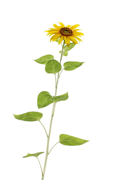 alto verde girasole isolato su sfondo bianco con asta - sunflower isolated single flower tall foto e immagini stock