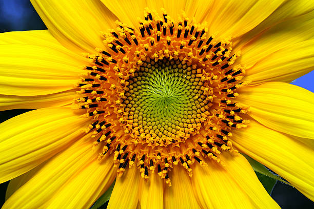 Cropped center of a sunflower stock photo