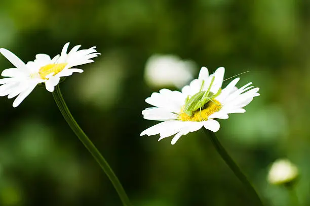 Photo of White chamomile flower with green grasshopper