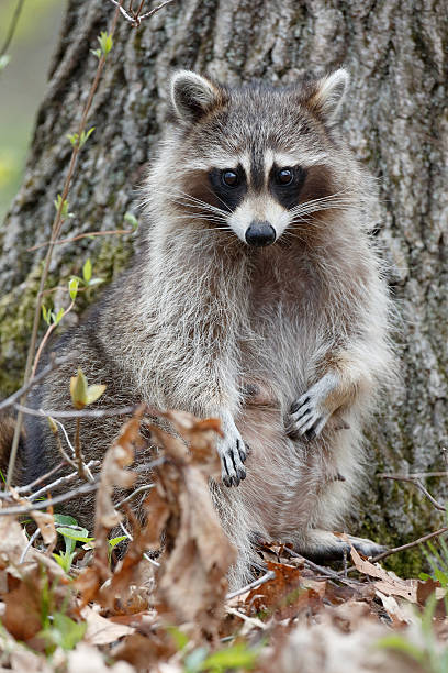 istock Female Raccoon 476666904