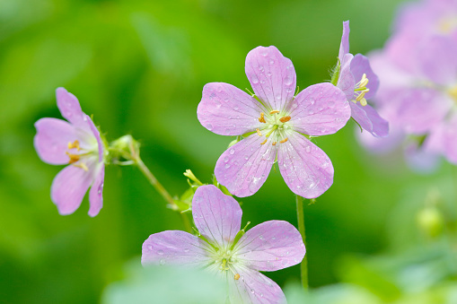 Raindrops are visible on the petals of these Wild Geraniums (Geranium maculatum) growing in a deciduous forest in southern Ontario after a spring rain.