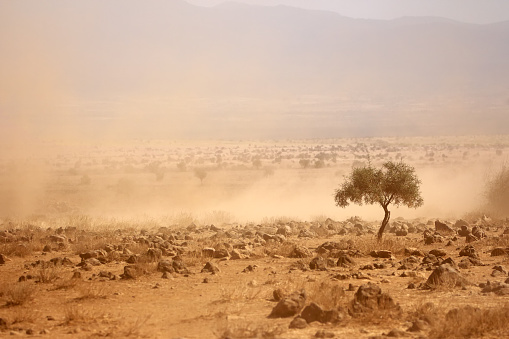 Dusty plains during a severe drought, Kenya