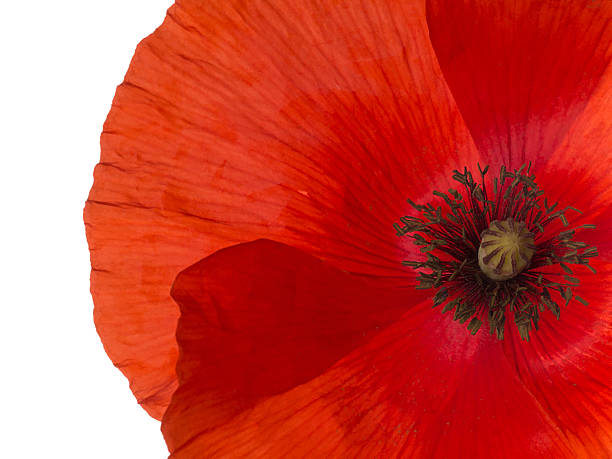 red flandres papoula detalhe, isolado - macro poppy red close up - fotografias e filmes do acervo