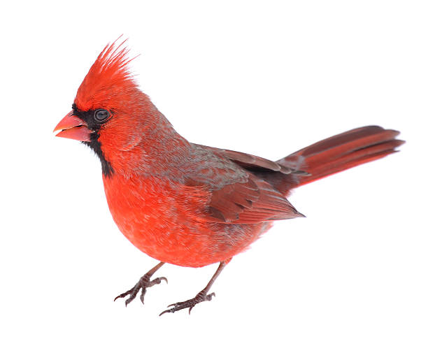 Cardinal Isolated Male northern cardinal, Cardinalis cardinalis, isolated on white northern cardinal photos stock pictures, royalty-free photos & images