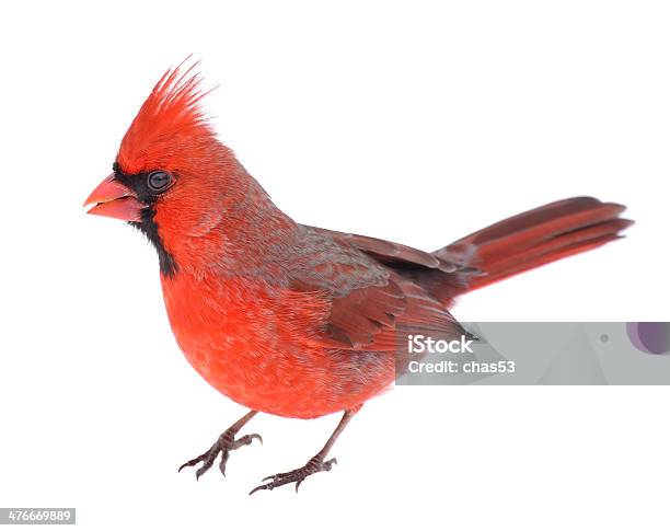 Cardinal Isolated Stock Photo - Download Image Now - Cardinal - Bird, White Background, Cut Out